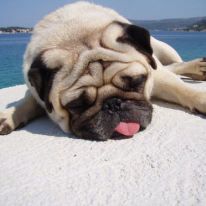 pug0507.jpg